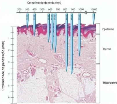 Figura  4.  Penetração  mediante  diferentes  comprimentos  de  onda  (Barolet,  2008)