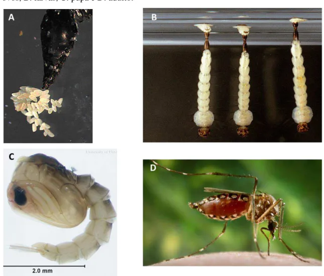 Figura 3 - Fases do ciclo evolutivo do Aedes aegypti. A: momento da postura dos  ovos, B: larvas, C: pupa e D: adulto