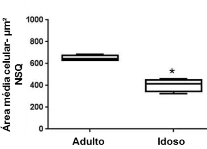Figura  7-  Medição  da  área  média  das  células  neurais  (corpo  neural)  do  núcleo  supraquiasmático  (NSQ)  de  saguis  adultos  (n=4)  comparados  a  animais  idosos  (n=4),  corados  pela  técnica  de  Nissl