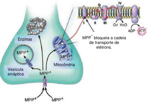 Figura  2:  Representação  esquemática  das  vias  intracelulares  do  MPP +   dentro  das  células dopaminérgicas (Adaptada de Dauer et al