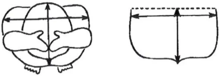 Figura 1: Representação esquemática da área de secção máxima do nadador em deslize  ventral, identificada no seu plano transverso em relação à direcção da aplicação de D, oposta à  direcção de aplicação da força (adaptado de Clarys, 1979) 