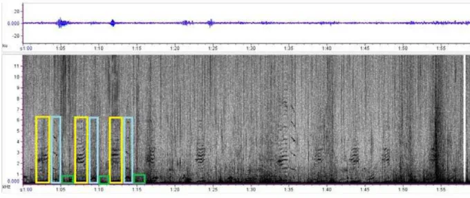 Figure  6: Spectrogram exemplifying multiple male singing of the humpback whale  (Megaptera novaeangliae), characterized by simpler parts of the song, in their  breeding area off Northeastern Brazil (different colors exemplify different singers)