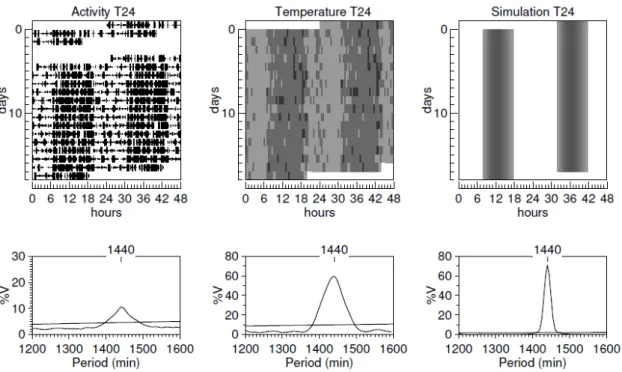 Figura  1  –  Gráficos  representativos  dos  registros  experimentais  de  atividade  locomotora, temperatura corporal e da simulação computacional em T24