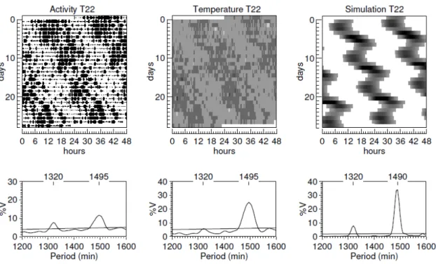Figura  2  –  Gráficos  representativos  dos  registros  experimentais  de  atividade  locomotora, temperatura corporal e da simulação computacional em T22