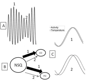 Figura  4.  Influência  do  NSQ  sobre  os  osciladores  centrais  e  periféricos  na  construção  dos ritmos circadianos