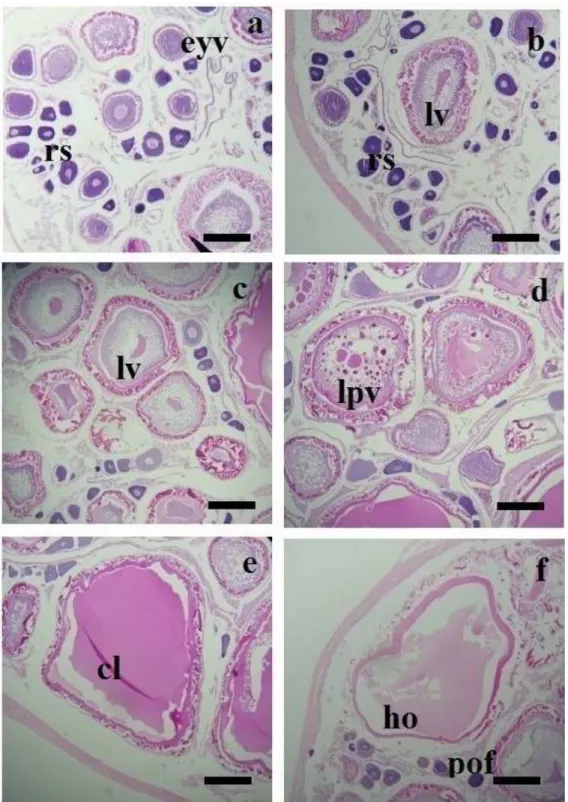 Figure  5.  Histological  aspects  of  oocyte  development  stages  of  H.  brasiliensis:  (a)  perinucleolus stage or reserve stock (rs) and early yolk vesicle (eyv); (b) lipid vitellogenesis  (lv)  and  rs;  (c)  lv  (d)  lipid  and  protein  vitellogene
