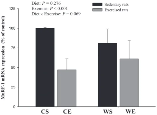 Fig. 3. MAFbx mRNA expression in the gastrocnemius muscle of control sedentary (CS), control exercised (CE), whey protein sedentary (WS), and whey protein exercised (WE) groups after 8 wk