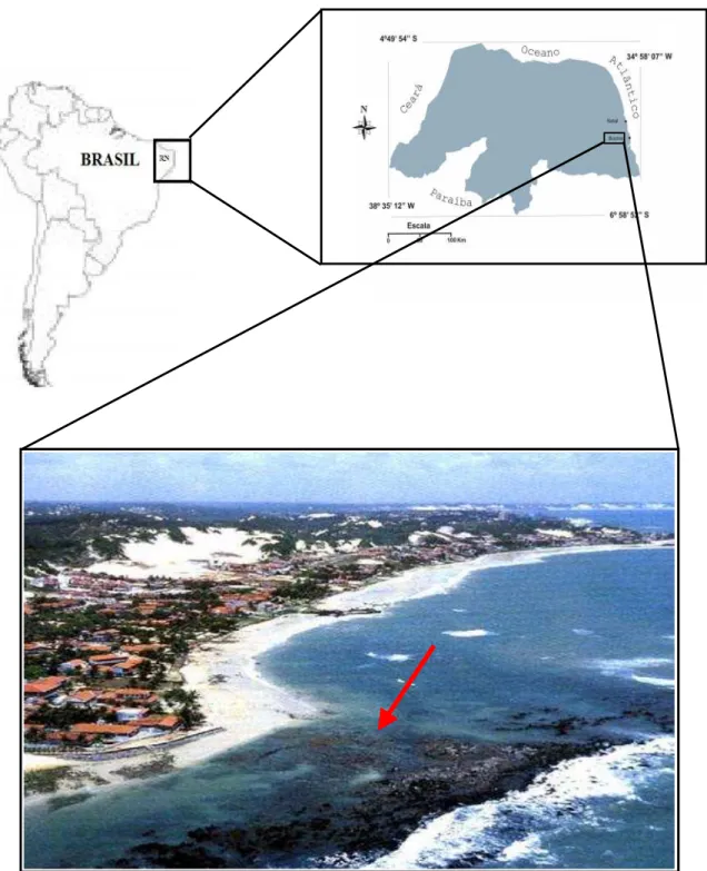 Figura 1 – Área de estudo: Praia de Búzios, município de  Nísia Floresta, RN, Brasil (A  seta  indica  o  local  de  coleta)