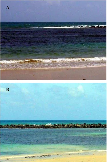 Figura 3 – Área de estudo: vista geral dos arrecifes. A: Preamar; B: Baixa -mar. 3.2 Caracterização da espécie em estudo