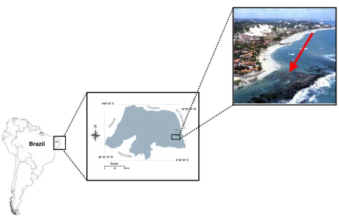 Figure  1. Study  area:  Búzios  Beach,  Nísia  Floresta,  RN,  Brazil  (The  arrow  indicates  the collection site).