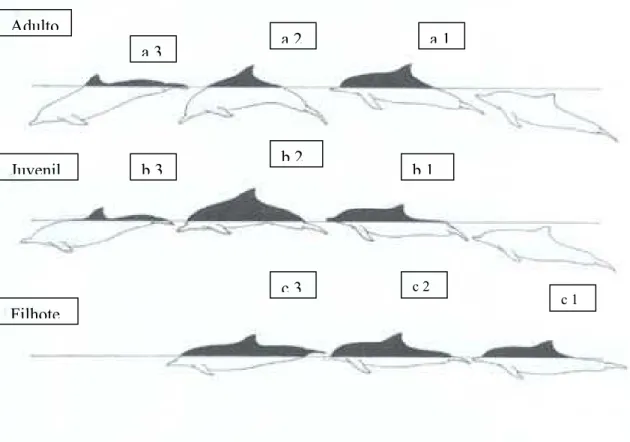 Figura 04 - A seqüência de exposição do corpo durante o mergulho foi usada para auxiliar na determinação das faixas etárias.