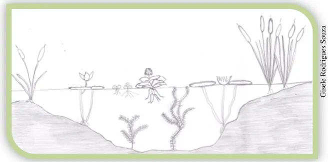 Ilustração 1: Desenho esquemático da classificação das macrófitas aquáticas de acordo com seus  hábitos de crescimento.