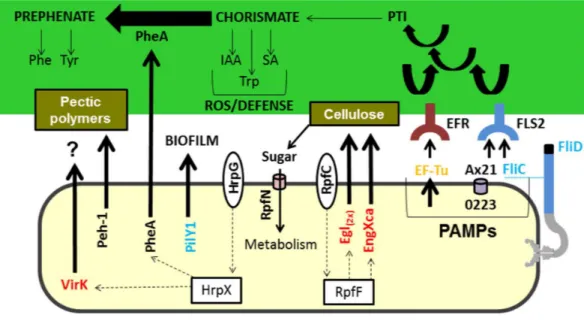 Figure 3 Model highlighting proteins related to virulence characterized in comparative proteomics.