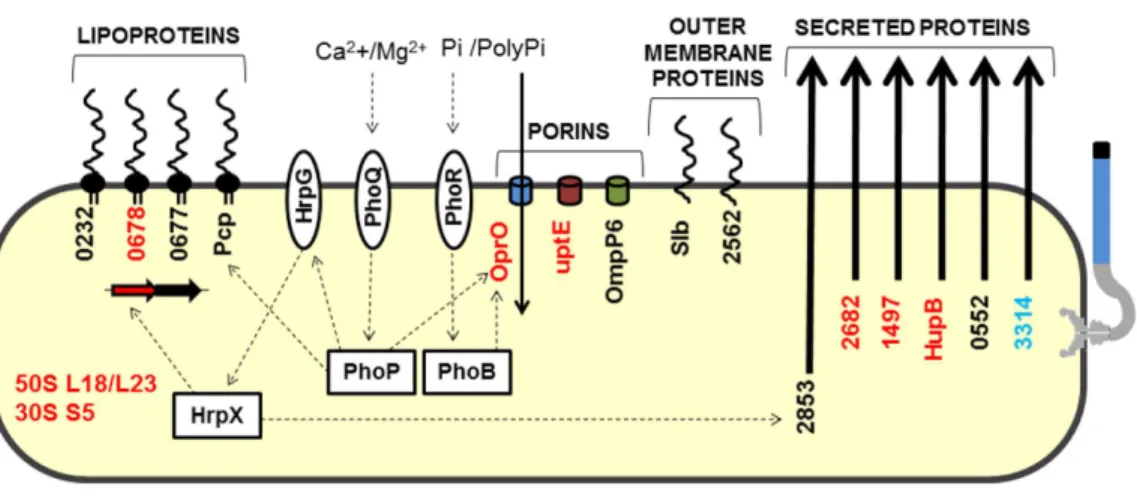 Figure 4 Model highlighting proteins related to adaptation in comparative proteomics. These proteins were grouped into five groups: lipoproteins, porins, outer membrane proteins, secreted proteins, and  ri-bosomal proteins