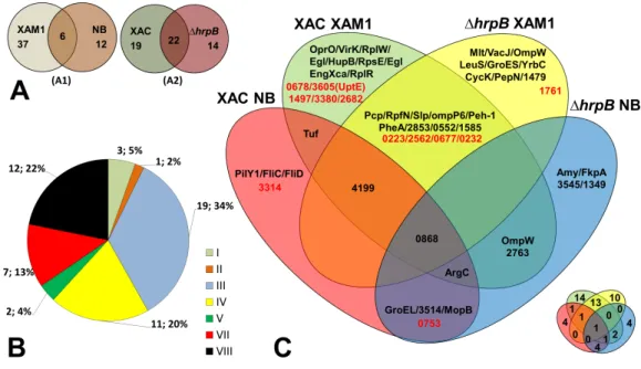 Figure 2 Comparative analysis of Xac secretome. (A) Comparison highlighting 55 total detected pro- pro-teins, correlating culture mediums (XAM1 × NB—A1) and strains (Xac and 1 hrpB4—A2) analysed.