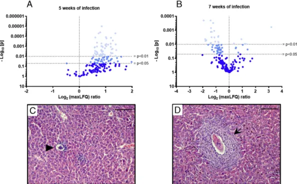 Fig. 1. Splenic and hepatosplenic schistosomiasis in the Balb/c model are associated to major differences in the proteome proﬁle of soluble liver proteins