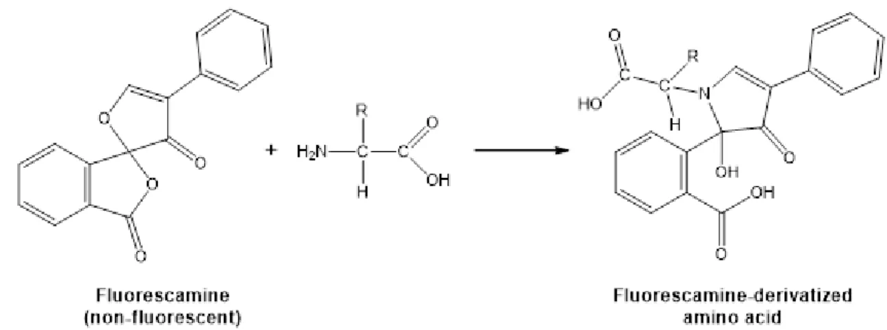 Figure  1.5  Example  of  fluorescent  labelling  targeting  primary  amines  of  proteins  (adapted  from Skelley et al., 2003) [54]