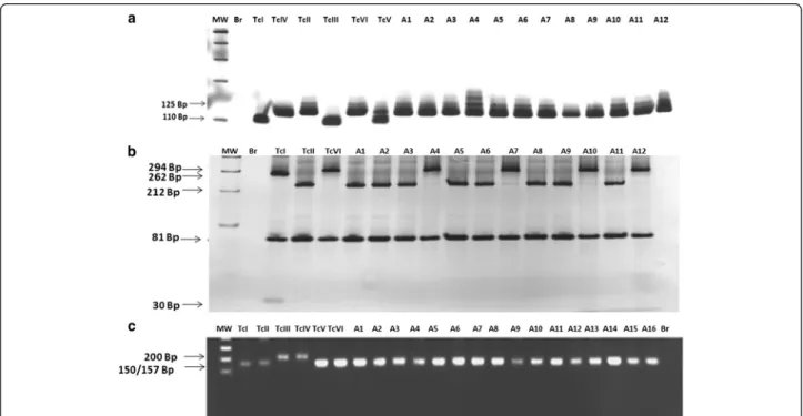 Fig. 2 a – Profiles obtained by DNA genotyping of Trypanosoma cruzi isolated from patients of the Jequitinhonha Valley, Minas Gerais, Brazil, of the region 3' of the 24S α rDNA gene