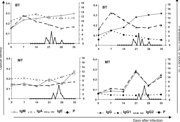 Fig. 2. Correlations between parasitemia (P; ) and profiles of the immunoglobulins: (IgM; ), (IgA; ), (IgE; ), (IgG; ), (IgG1; ), and (IgG2; ) in dogs experimentally infected with blood trypomastigotes (BT) or metacyclic trypomastigotes (MT) of T