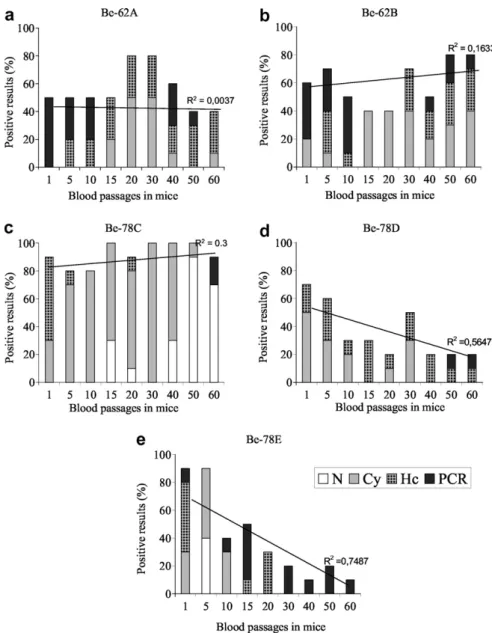 Fig. 3. Results of cure control with four methods of parasites detection—Fresh blood examination (N), Fresh blood examination after cyclophosphamide immunosuppression (Cy), Hemoculture (Hc) and Polymerase Chain Reaction (PCR) in mice infected with Be-62A, 