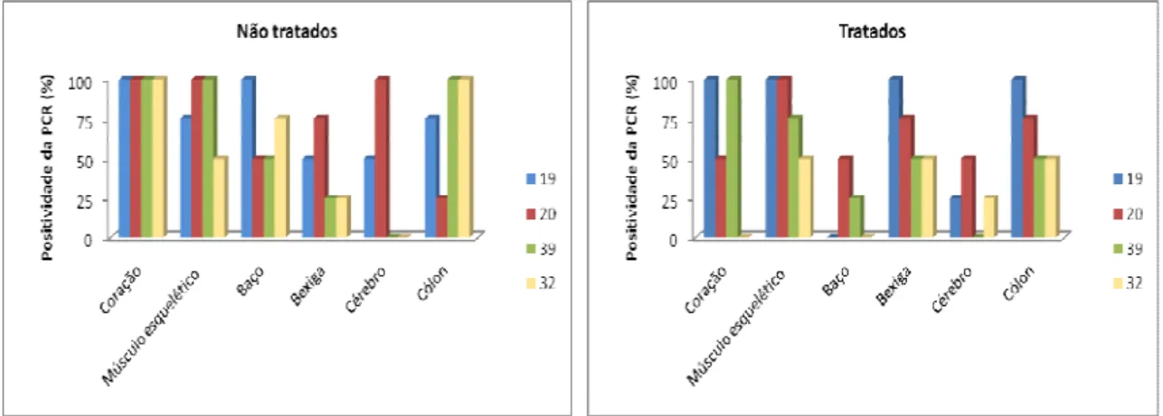 Figura 3:  Positividade da PCR para o kDNA do Trypanosoma cruzi em diferentes tecidos na  fase  crônica  da  infecção  de  animais  com  infecção  monoclonal  por  clones  pertencentes  aos  genótipos principais, não tratados (INT, n=16) e tratados (IT, n=