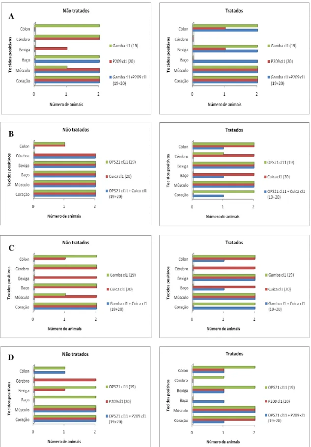 Figura  6:  Comparação  do  tropismo  tecidual  do  kDNA  de  clones  de  Trypanosoma  cruzi  em  camundongos  com  infecções  mistas  pelos  genótipos  principais  19+20  não  tratados  (INT)  tratados (IT) com benzonidazol com suas respectivas infecções 