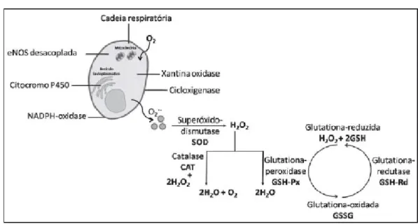 Figura 2 – Sistema enzimático oxidante/ antioxidante 