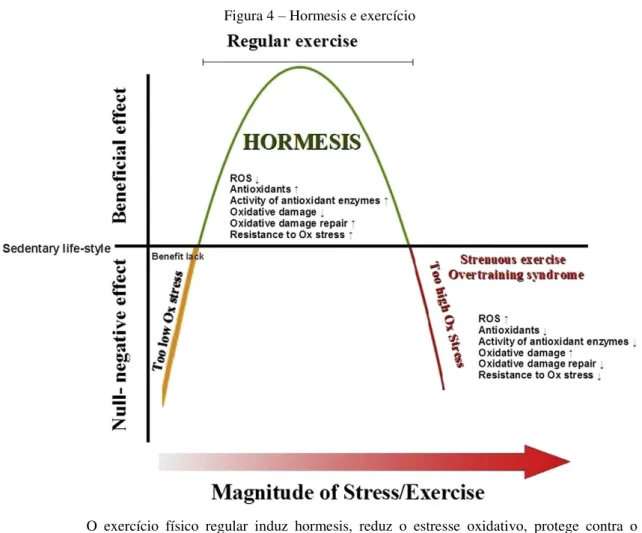 Figura 4 – Hormesis e exercício 