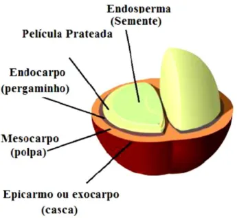 Figura 6 - Esquema ilustrativo da estrutura do fruto do café e seus principais constituintes