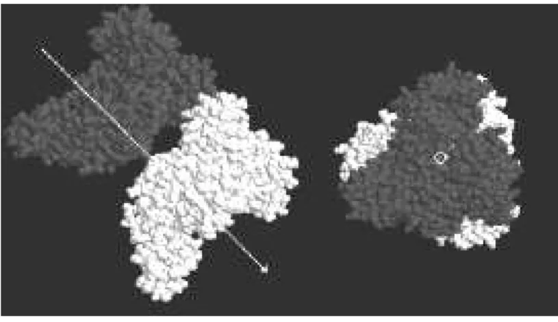 Figura 2.3: Os dois modelos da proteína mostram uma vista lateral (lado esquerdo) e uma vista evidenciada pela direção da seta do dímero protéico