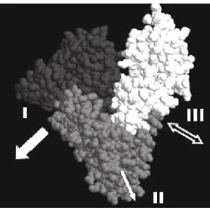 Figura 2.4: Modelo que representa os três domínios da albumina bovina sérica. A seta dupla indica a posição para a formação do dímero protéico
