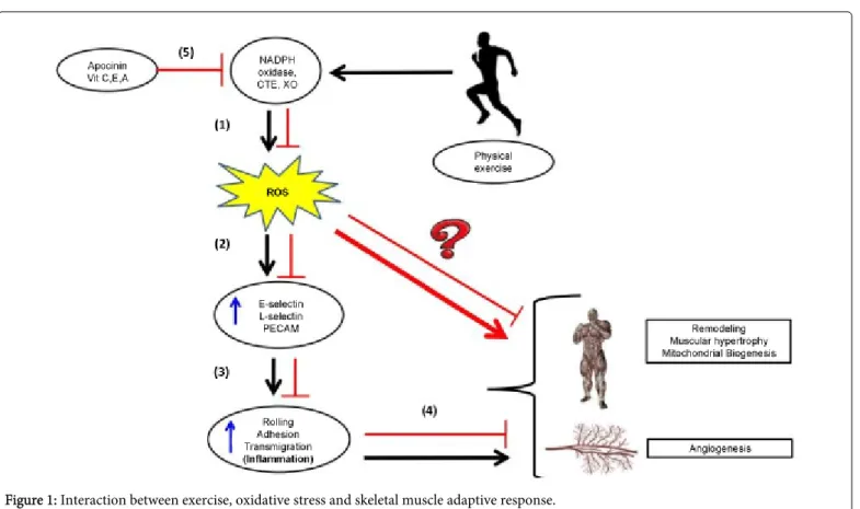 Figure 1: Interaction between exercise, oxidative stress and skeletal muscle adaptive response.