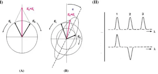 Figura 12: Em (I) (A) as componentes de luz polarizada circularmente à direita (R) e à esquerda (L) com mesma  magnitude resultando na luz polarizada no plano, em (B)  as componentes com diferentes magnitudes e a 