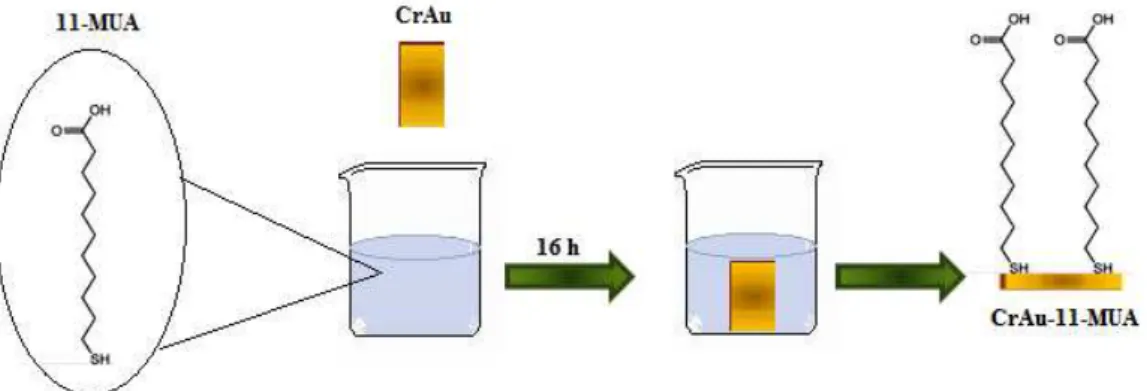 Figura 20: Ilustração do processo de funcionalização do eletrodo CrAu com 11-MUA. 
