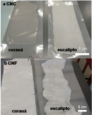 Figura 4.9 (a) Filmes de nanofibras de CNC e (b) filmes de nanofibras de CNF  de curauá e eucalipto