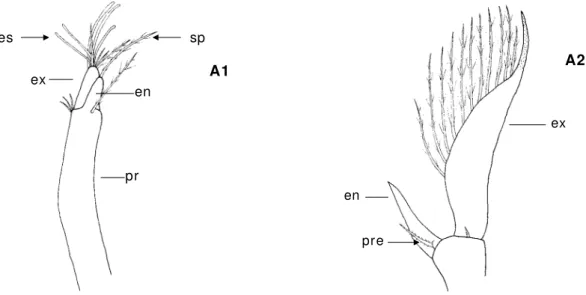Figura 4 :  A1 -  antenula ( ZI I  de Callianassa t yrrhena) ;   A2 -  antena ( ZI I  de Galat hea FSL21) ;   en-  endopódito;  es-  estetascos;  ex-  exopódito;  pr-  protopódito;  pre-  processo espinhoso;  sp-   seda plum osa