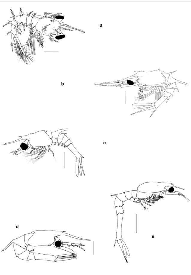 Figura 1 5 :  a Sergest es sargassi, zoé I ;   b Bent hesicym us A1, zoé I I ;  c Gennadas sp.B, zoé I ;  d  Gennadas elegans, Zoé I I ;  e  Parapenaeus longirost ris, zoé I 