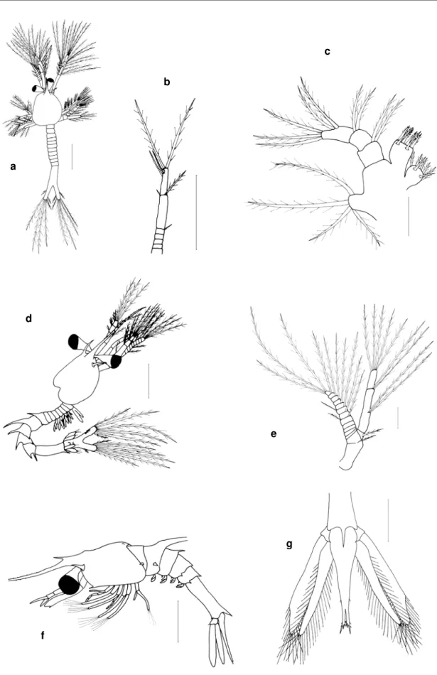 Figura 2 2  Gennadas sp.B, a- c protozoé I I :   a vist a dorsal, b ant enula, c m axilula;  d- e  protozoé  I I I :   d vista lateral, e antena;  f- g  zoé I I I :  f vista lateral, g  telson e urópodes