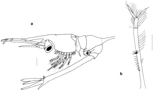 Figura 3 0  Stenopodidae A6, últim o estádio zoé:  a vist a lat eral;  b ant enula. Escala:  a- b=  1,0  m m 