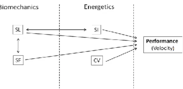 Figure  1.  Diagram  of  the  relationships  between  stroke  length  (SL),  stroke  frequency  (SF),  stroke  index  (SI),  critical  velocity  (CV)  and  sprint  swimming  performance