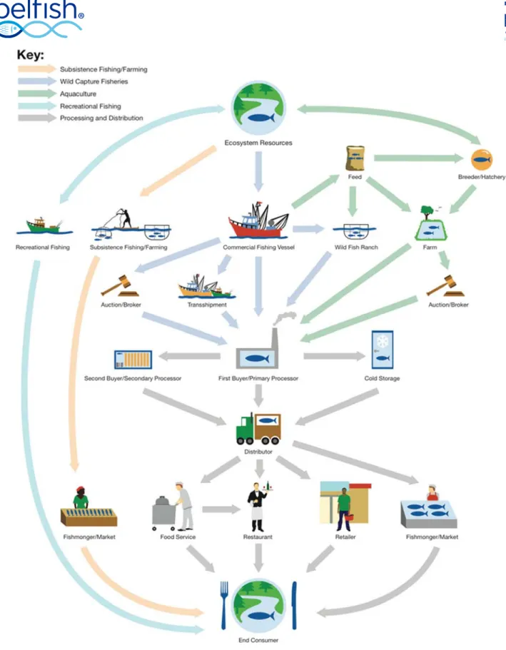 Figure  1  –  Simplified  seafood  supply  chain  (taken  from  Boyle,  M.D.,  2012.  Without  a  Trace  II