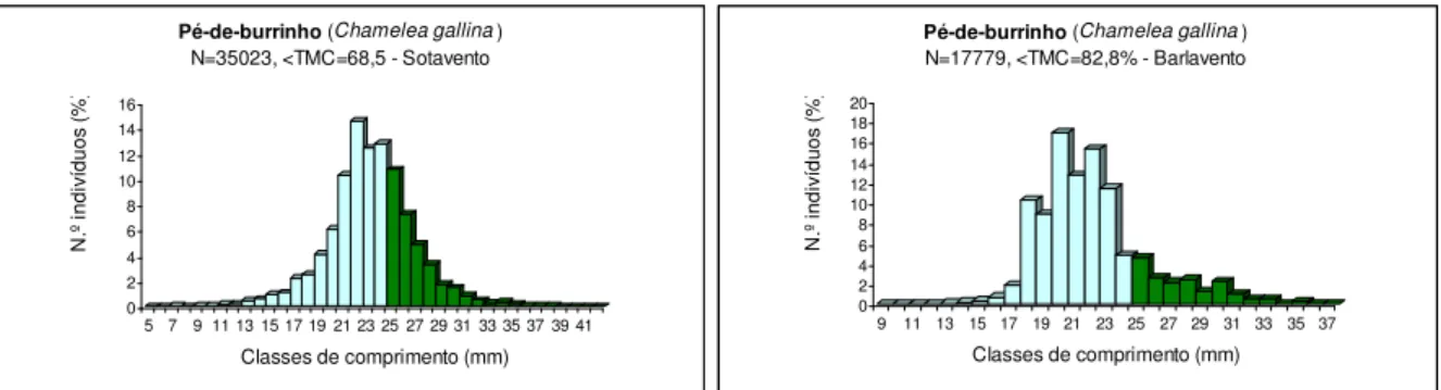 Figura 9 – Pé-de-burrinho. Distribuição de frequências por classes de comprimento nas zonas de  Sotavento  (esquerda)  e  Barlavento  (direita)  (Junho  2014)