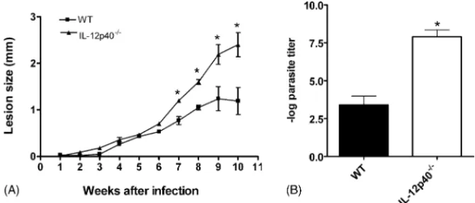 Fig. 1. Course of infection with L. amazonensis in C57BL/6 (wt) and IL-12p40 −/− mice