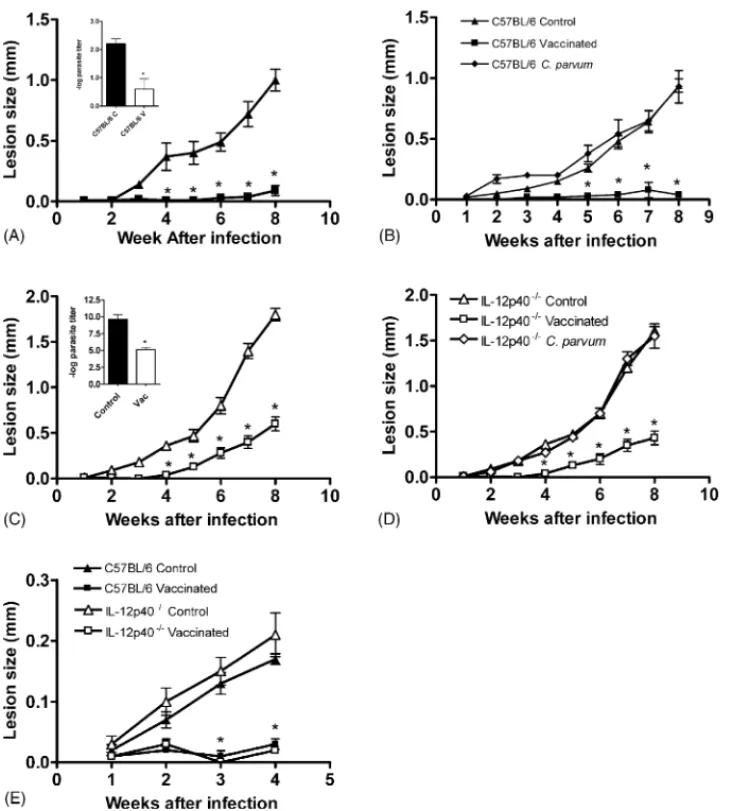Fig. 4. Course of infection with L. amazonensis in vaccinated and control C57BL/6 and IL-12p40 −/− mice