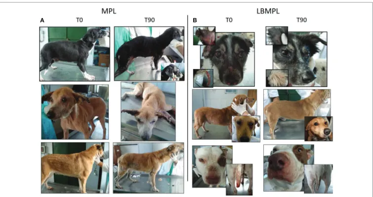 FigUre 6 | clinical efficacy of dogs naturally infected by Leishmania infantum after immunotherapy with lBMPl vaccine or with MPl adjuvant  alone