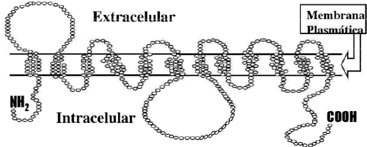 Figura  1.  Estrutura  molecular  bidimensional  da  GLUT.  FONTE:  Adaptado  de  Machado;  Schaan, Seraphim, 2006