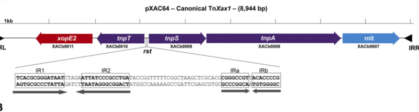 Table S2). However, the IRs are all significantly shorter than those of TnXax1.