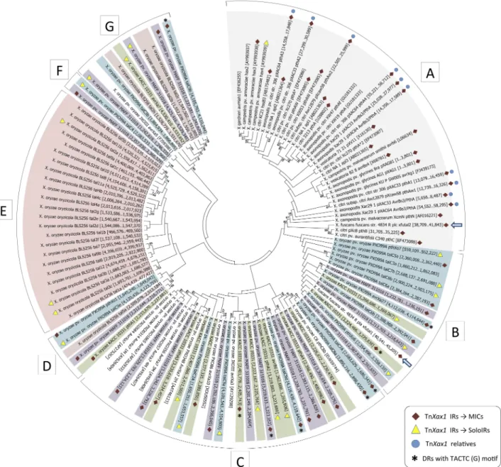 FIG 3 Molecular phylogenetic analysis by maximum-likelihood method of the TALEs genes found in completely sequenced Xanthomonas genomes