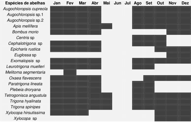 Figura 5 - Período de atividade de forrageio de cada espécie de abelha nas plantas em  florescimento na área do estudo