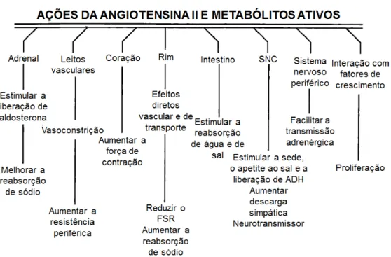 Figura  13  -  Multiplicidade  das  ações  sistêmicas  da  ANG  II.  ADH,  hormônio  antidiurético;  SNC,  sistema  nervoso  central;  FSR,  fluxo  sanguíneo  renal  (adaptado  de Navar et al., 1998)